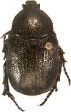 Halffterinitis sp.jpg